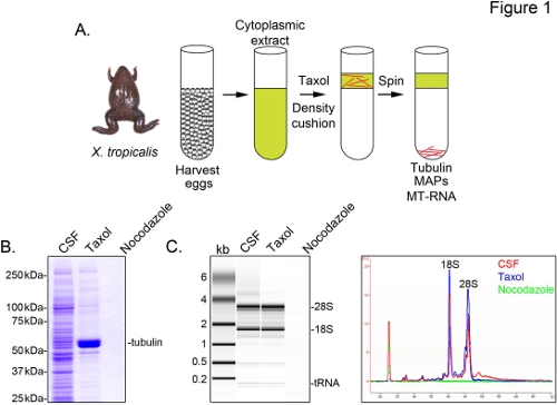 figure-results-1 X. tropicalis microtubule purification, electrophoresis results, RNA analysis with spectral plot.