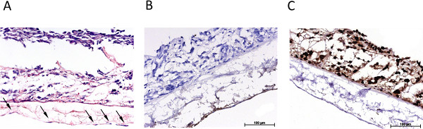 Histology comparison; tissue staining methodologies; microscopy analysis; structural detail.