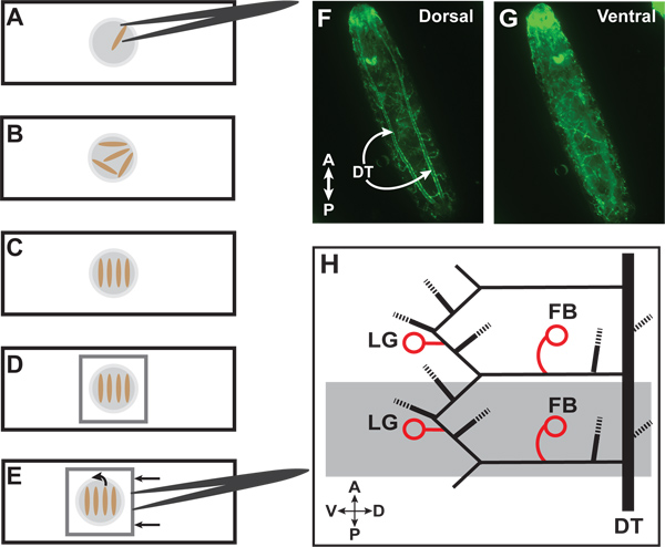 Examination of Drosophila Larval Tracheal Terminal Cells by Light ...