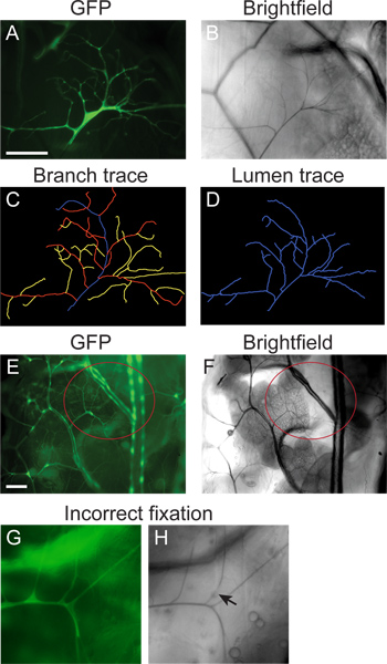 Examination of Drosophila Larval Tracheal Terminal Cells by Light ...