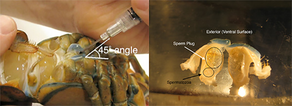 figure-protocol-1