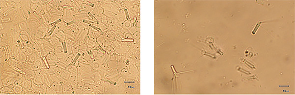 figure-protocol-2