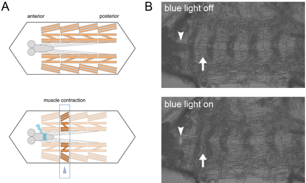 Muscle contraction diagram and microscopy image; blue light on/off; anterior-posterior orientation.
