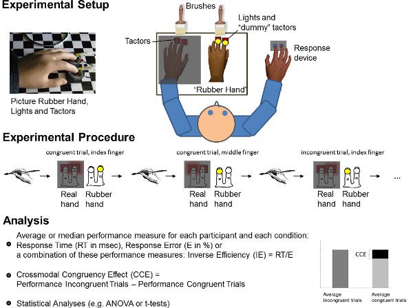 Rubber hand illusion diagram; setup includes rubber hand, tactors, and response device; psychological experiment.