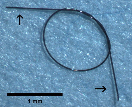 figure-results-1 Microscopic image of static equilibrium concept with wire loop, directional arrows, scale bar.