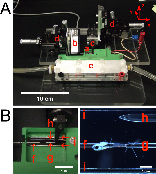 figure-results-2 Microfluidic setup for optical measurement of zebrafish, showing channel system and specimen alignment.