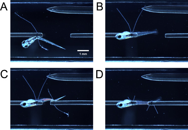 figure-results-3 Microscale fish experiment; A-D views; assessing flow patterns under hydrodynamic study conditions.
