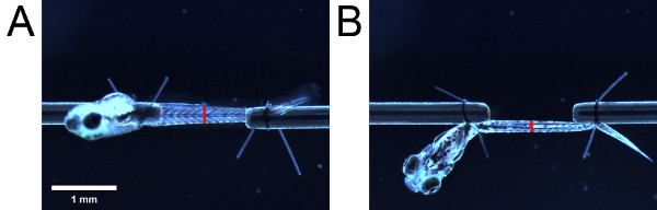 figure-results-4 Fish larvae development under microscope; experiment; scale bar 1mm; biology study.
