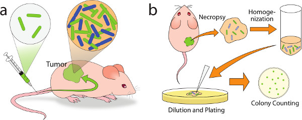 Mouse cancer model with bacterial injection; diagram of necropsy, homogenization, colony counting.