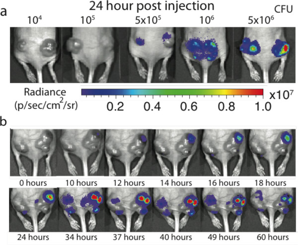 Bioluminescence imaging of mice, infection progression, radiance measurement over time, analysis chart.