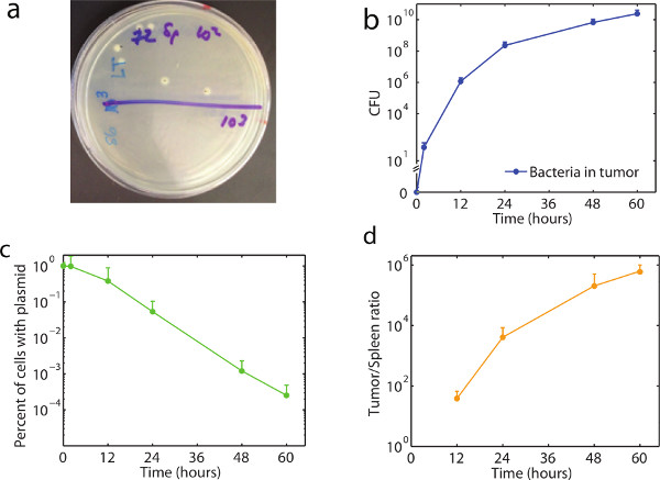 Bacterial growth in tumor: Petri dish and time-dependent CFU, plasmid presence, tumor/spleen charts.