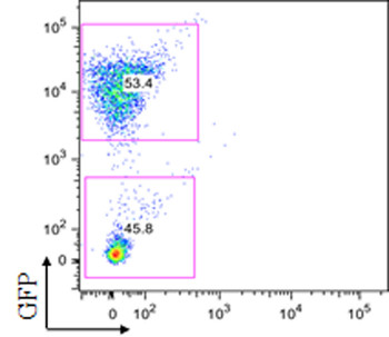 Flow cytometry scatter plot; GFP expression analysis; quantitative cell population distribution.
