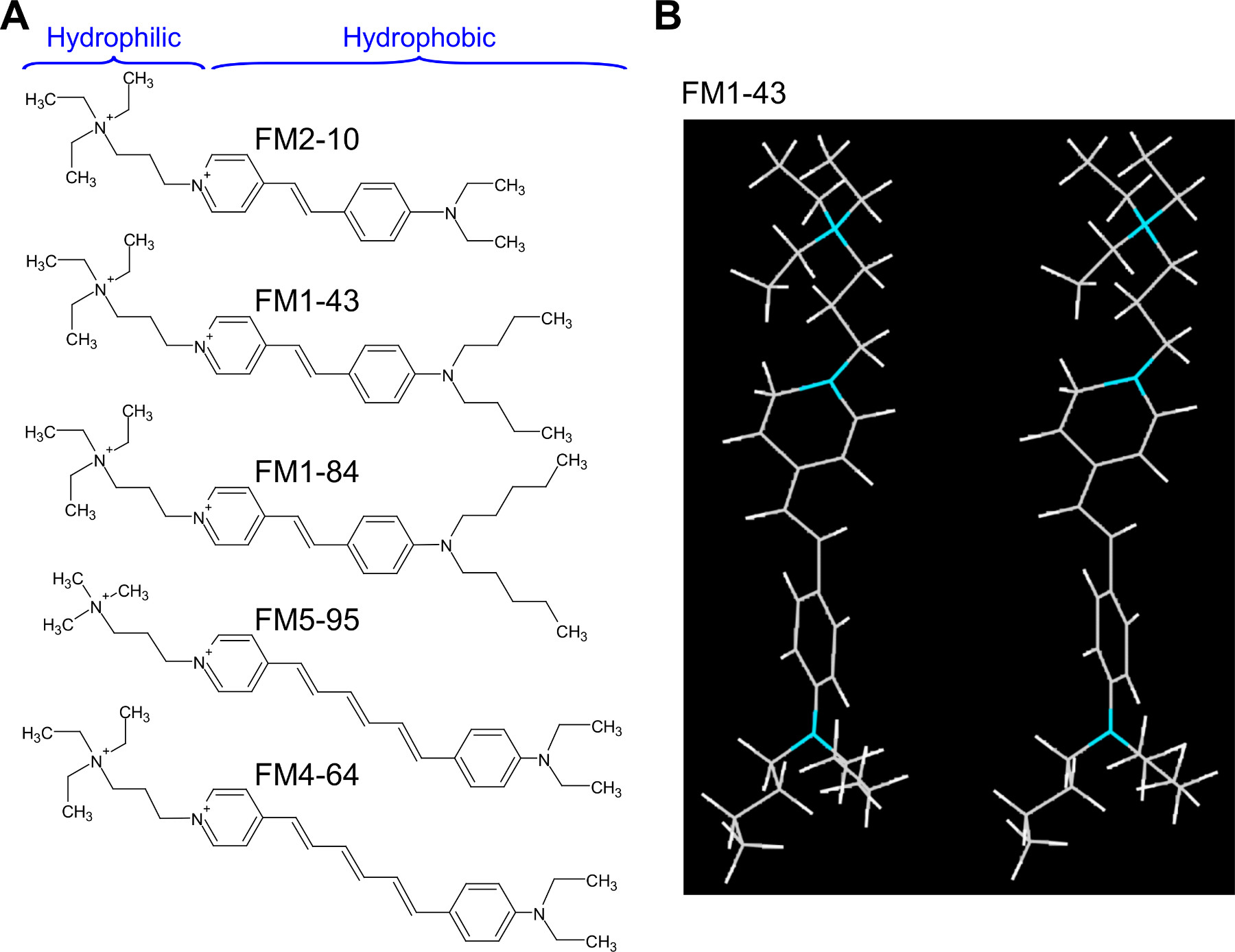 Chemical structures illustrating hydrophilic and hydrophobic FM compounds; molecular diagram.