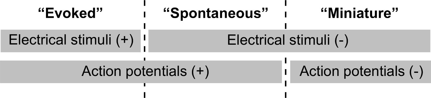 Evoked vs. spontaneous action potentials chart; electrical stimuli effects; neurophysiological study.