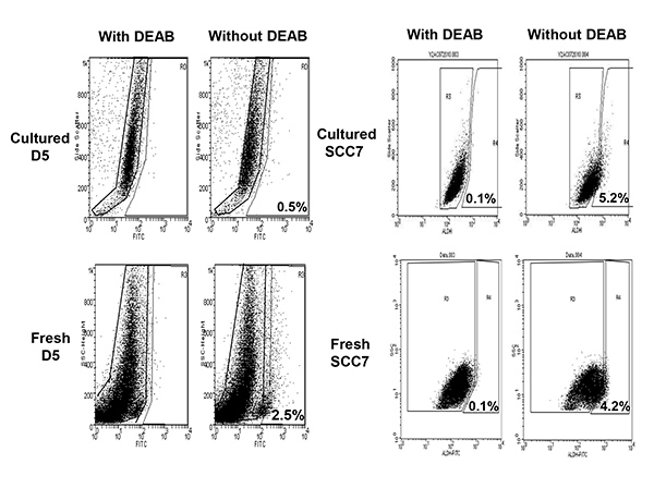 Cell sorting flow cytometry graph, cultured/fresh D5 SCC7 with/without DEAB, shows cell population.