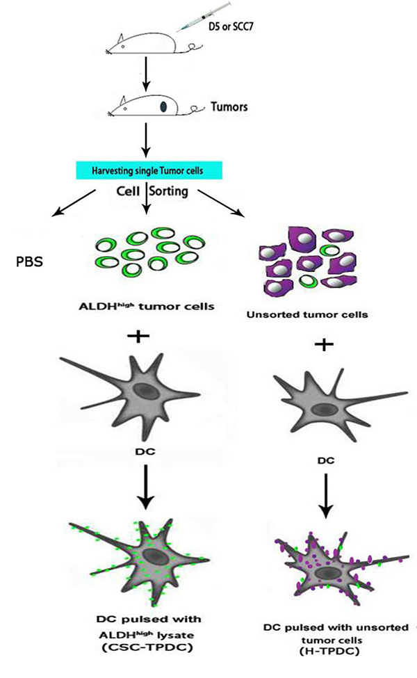 Mouse tumor cell sorting and dendritic cell pulsing diagram for ALDH\(^\text{high}\) cancer research.