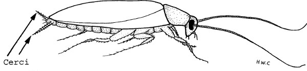 Cockroach anatomy diagram, highlighting cerci structure for biological study.
