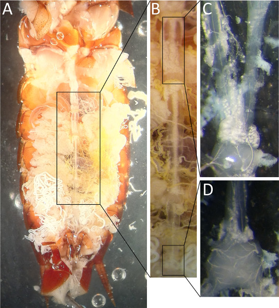 Crustacean anatomy diagram; digestive and nervous systems; detailed magnified views.