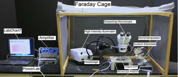 Laboratory setup for electrophysiology experiment, including Faraday cage, microscope, amplifier.