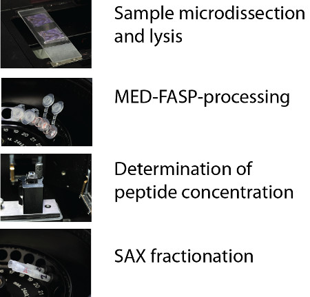 figure-results-1 Microdissection, MED-FASP, peptide concentration, SAX fractionation process diagram.