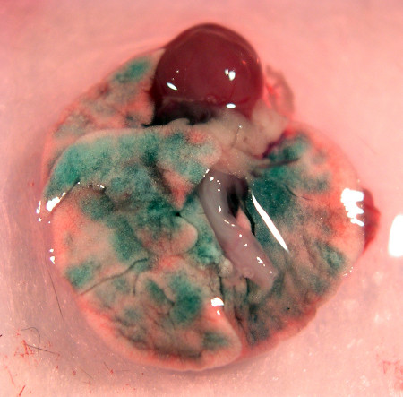 Embryo development, staining experiment, microscopy image, cellular differentiation study.