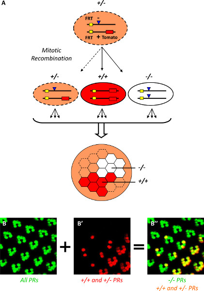 Flp System The Tomato/GFP-FLP/FRT Method for Live Imaging of Mosaic Adult ...