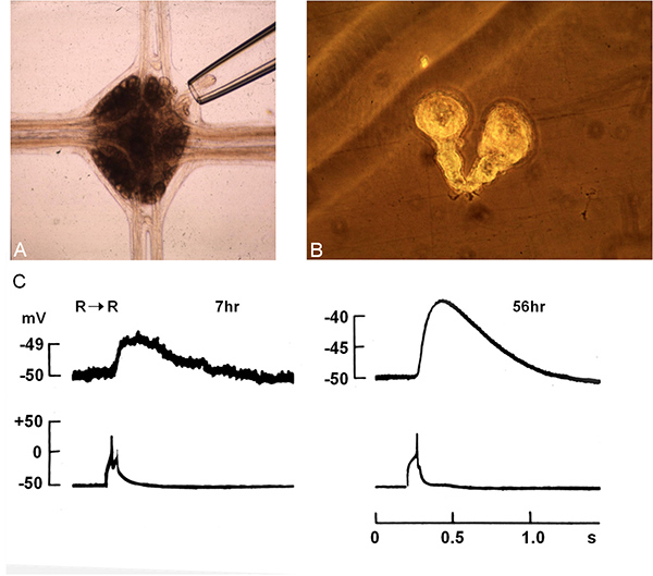 figure-results-6 Interazione cellulare in vitro; Setup di microiniezione, sezione istologica, grafici dei segnali elettrici.