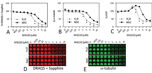 figure-results-4 Cell viability assay graphs, microplate results; MG132 dose-dependent effect; H2O vs NAC treatment.