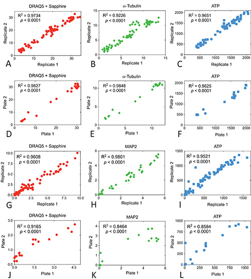 figure-results-6 Replicate data correlation graphs; statistical analysis R²; DRAQ5, α-Tubulin, MAP2, ATP comparison.