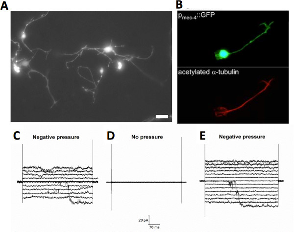 figure-results-2 Fluorescence microscopy of neurons, GFP labeling, pressure response graphs; electrophysiology.