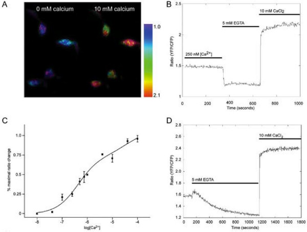 figure-results-3 Calcium effect on cells: fluorescence images, Ca²⁺ response graphs showing EGTA, CaCl₂ impact.