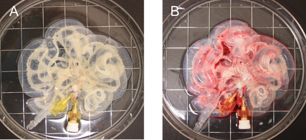 figure-results-2 Organ-on-chip setup demonstrating fluid dynamics and tissue interaction, depicted in two stages.