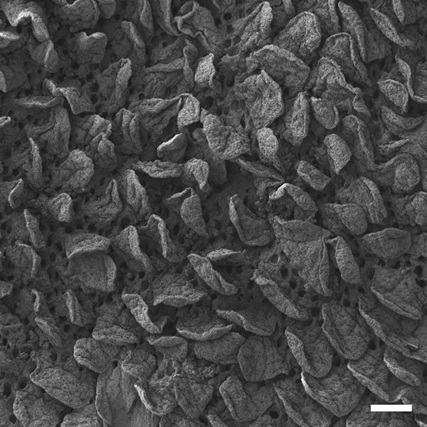 figure-results-4 SEM micrograph of porous material surface, highlighting texture and microstructure for analysis.