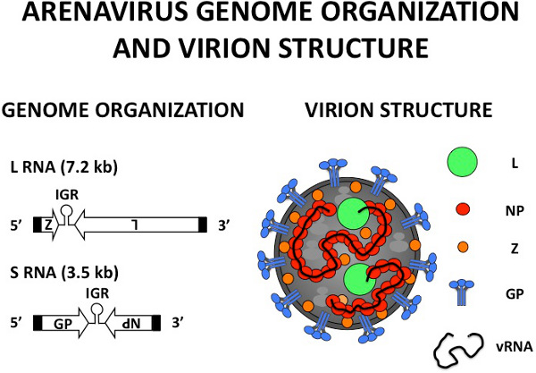 沙粒病毒基因组组织和病毒粒子结构图，包括 RNA、蛋白质编码元件。