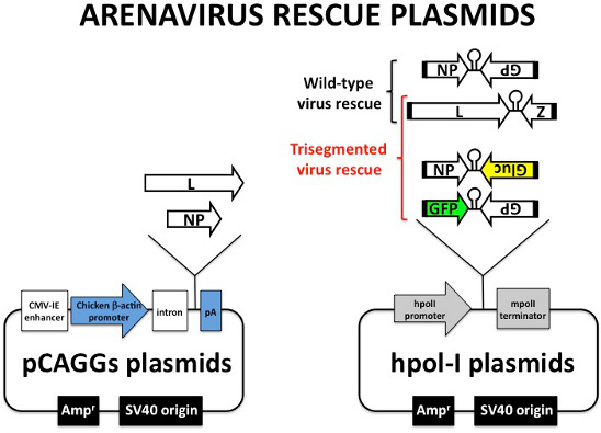 Video: Generation of Recombinant Arenavirus for Vaccine Development in ...