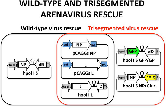 Generation of Recombinant Arenavirus for Vaccine Development in FDA ...