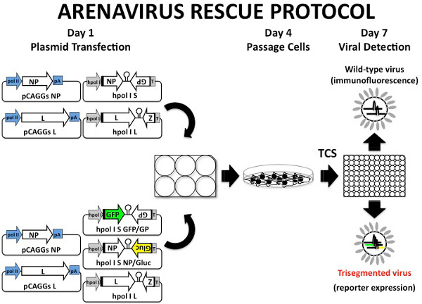 Video: Generation of Recombinant Arenavirus for Vaccine Development in ...