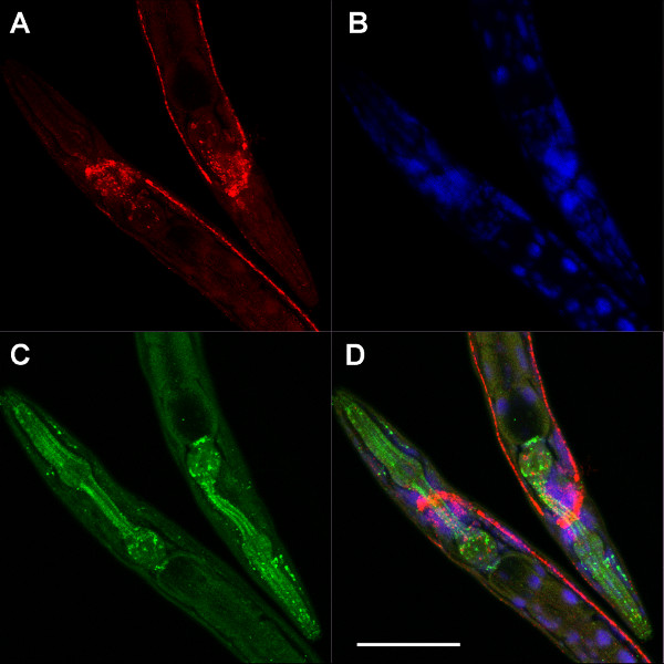 figure-results-2 Fluorescence microscopy of C. elegans showing multicolor staining in composite image.