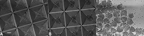 Microscopy image of crystal growth stages, illustrating nucleation and microstructural development.