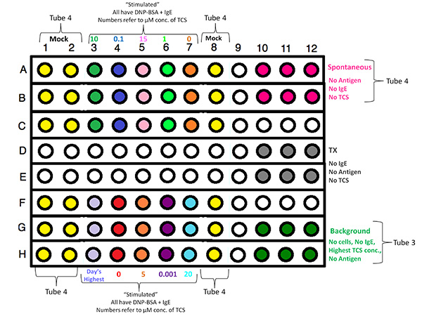 Microplate assay diagram; cell stimulation with DNP-BSA+IgE; experiment tube layout and analysis.