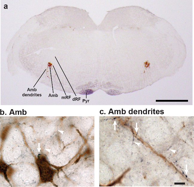 Cross-section diagram showing Amb neurons and dendrites; detailed views highlight neuronal structures.