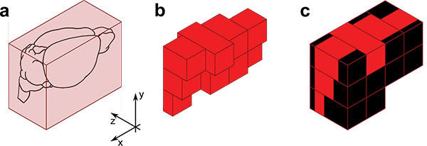 3D reconstruction process diagram; includes vector axes and voxel segmentation for analysis.