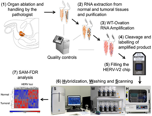RNA extraction and analysis: diagram showing RNA amplification, HERV-V2 chip use, SAM-FDR results.