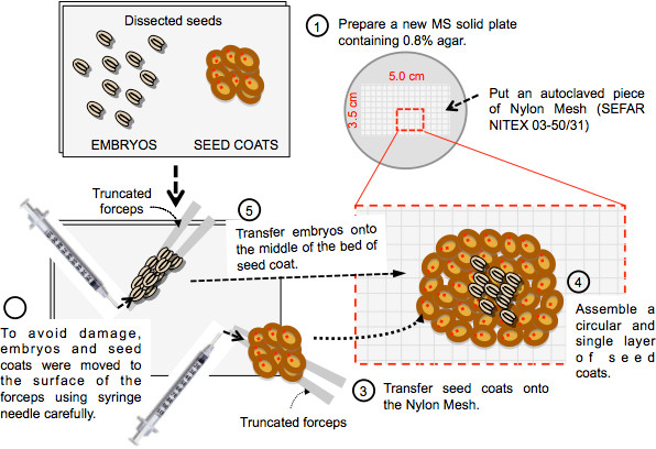 A Seed Coat Bedding Assay to Genetically Explore In Vitro How the ...