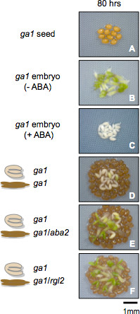 A Seed Coat Bedding Assay to Genetically Explore In Vitro How the ...