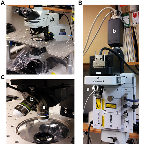 Microscopy setup for optical excitation and emission study; equipment includes Yokogawa CSU-X1.