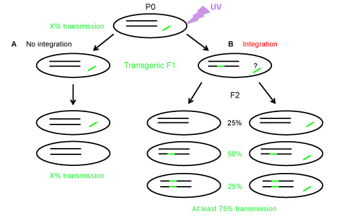 A Rapid Protocol for Integrating Extrachromosomal Arrays With High ...