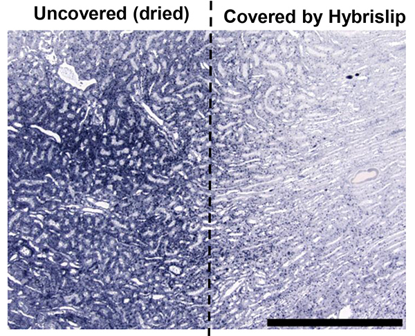 figure-results-1 Histological comparison of dried vs Hybrislip-covered tissue, microscope image, cellular preservation.