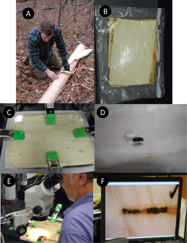Bark beetle ecology; bark sample (B), slide clamp setup (C), observation microscope (E), insect (D).