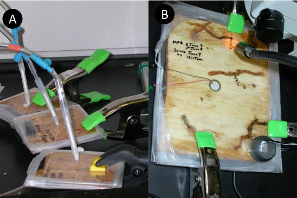 Microbial fuel cell setup diagram; electrodes inserted for bioelectricity generation study.